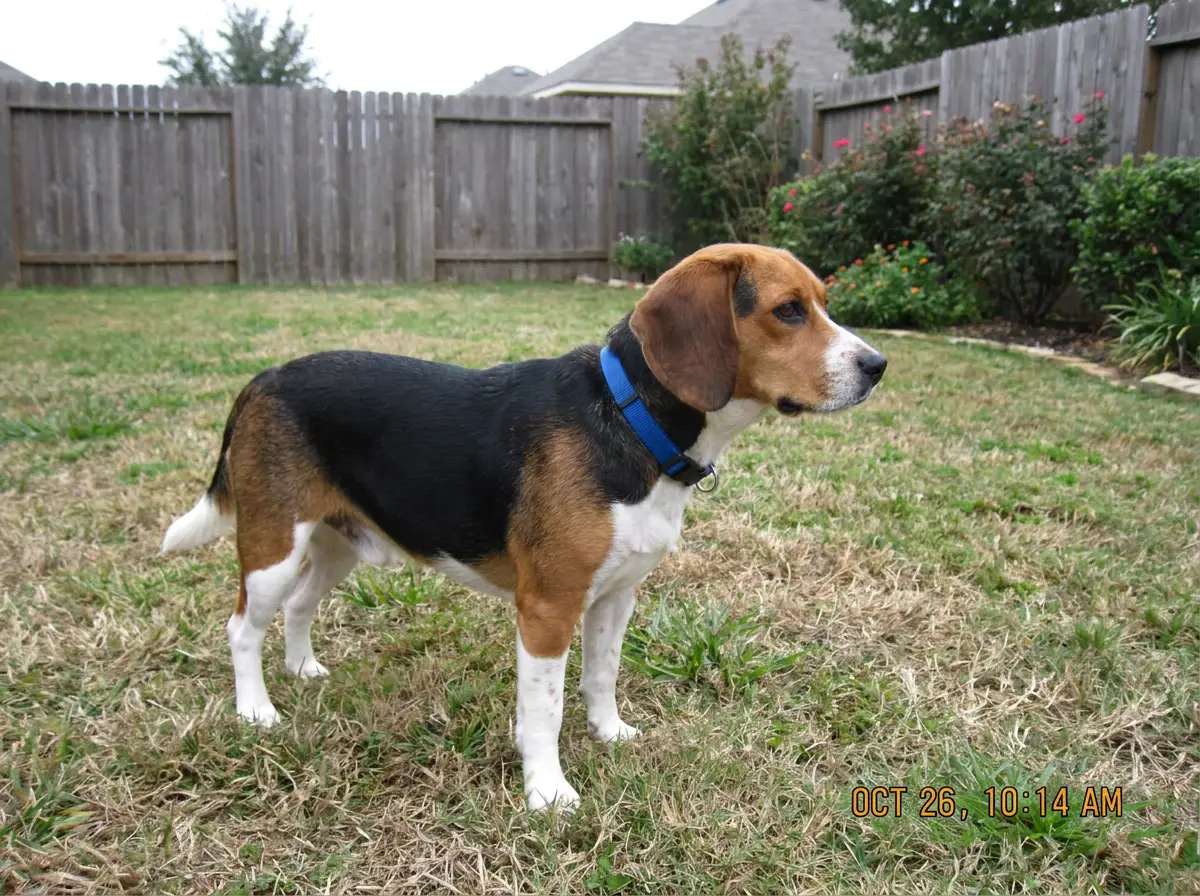 Sample — Lost beagle, blue collar (Mueller)